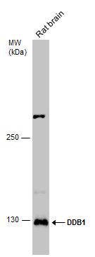 DDB1 antibody