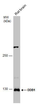 damage specific DNA binding protein 1 Antibody