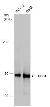 DDB1 antibody
