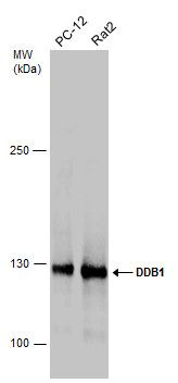 damage specific DNA binding protein 1 Antibody