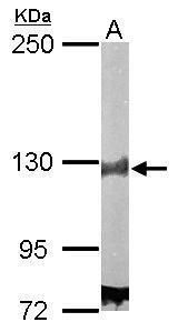 damage specific DNA binding protein 1 Antibody