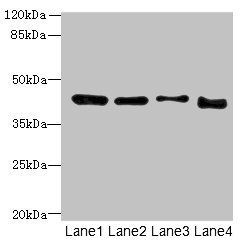 DDI2 antibody