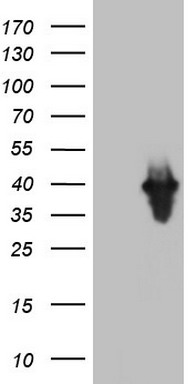 DDIT3 Antibody