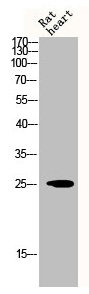 DDIT3 Antibody