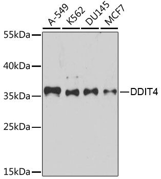 DDIT4 antibody
