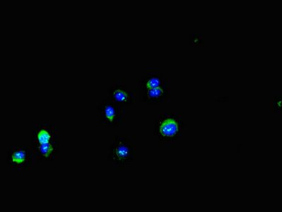DDIT4L Antibody