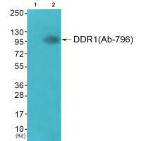 DDR1 Antibody