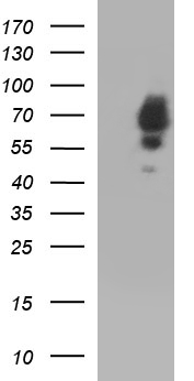 DDT Antibody