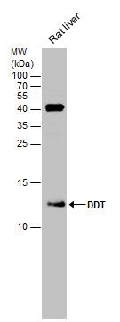 DDT antibody [N1C3]