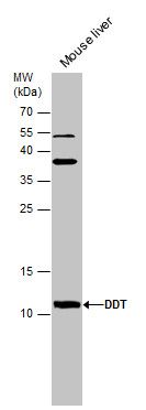 DDT antibody [N1C3]
