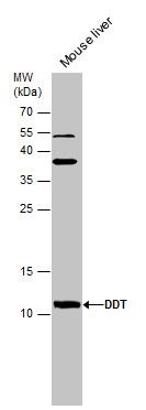 DDT antibody