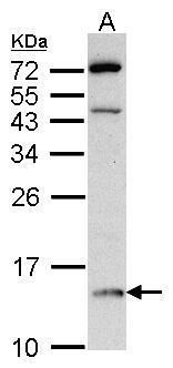 DDT antibody [N1C3]
