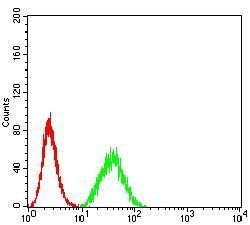 DDX1 Antibody