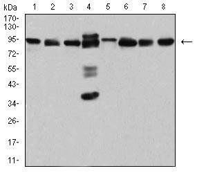 DDX1 Antibody