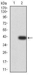 DDX1 Antibody