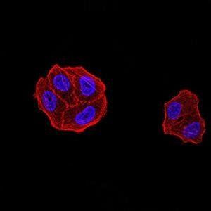 DDX1 Antibody