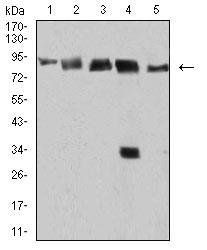 DDX1 Antibody