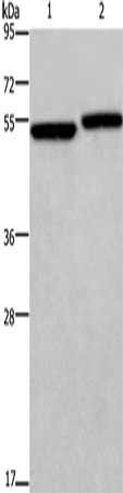 DDX19B antibody