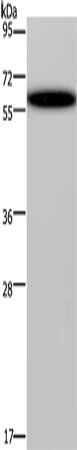 DDX19B antibody