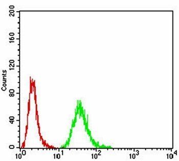 DDX20 Antibody