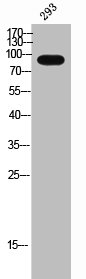 DDX20 Antibody