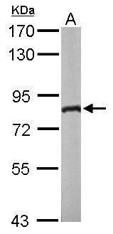 DDX3 antibody