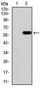 DDX39B Antibody