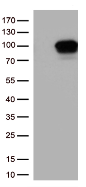DDX4 Antibody