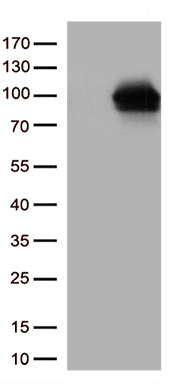 DDX4 Antibody