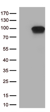 DDX4 Antibody