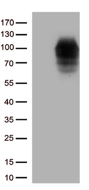 DDX4 Antibody