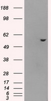 DDX4 Antibody