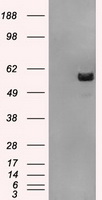 DDX4 Antibody