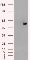 DDX4 Antibody