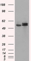 DDX4 Antibody