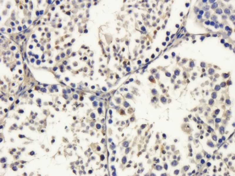 DDX4 antibody