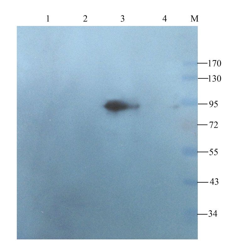 DDX4 antibody