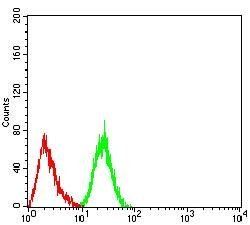 DDX5 Antibody