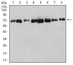 DDX5 Antibody