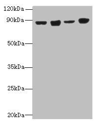 DDX50 Antibody