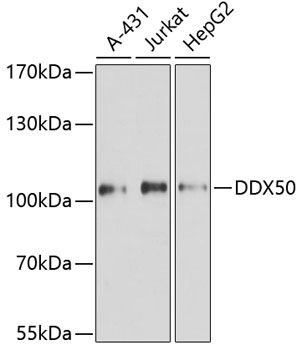 DDX50 antibody