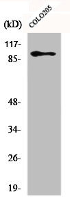 DDX54 Antibody