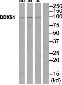 DDX54 Antibody