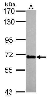 DEAD-box helicase 56 Antibody