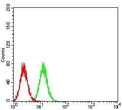 DDX58 Antibody