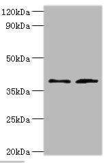 DCN Antibody