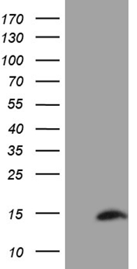 DECR1 Antibody