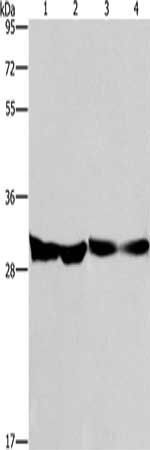 DECR1 antibody
