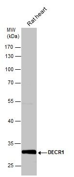 DECR1 antibody