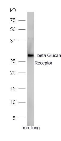 Dectin 1 antibody